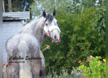 Koń andaluzyjski, Wałach, 5 lat, 158 cm, Siwa