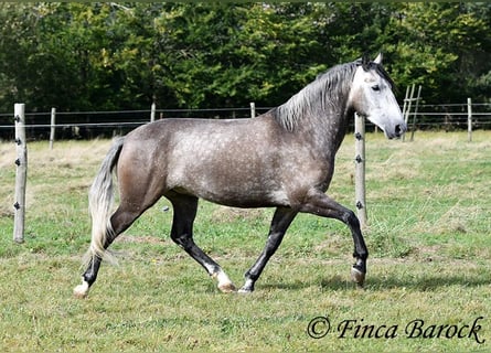 Koń andaluzyjski, Wałach, 5 lat, 159 cm, Siwa