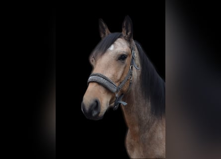Koń andaluzyjski, Wałach, 5 lat, 160 cm, Bułana