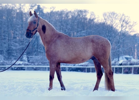 Koń andaluzyjski, Wałach, 5 lat, 166 cm, Izabelowata