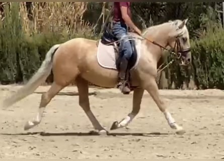Koń andaluzyjski, Wałach, 6 lat, 142 cm, Izabelowata