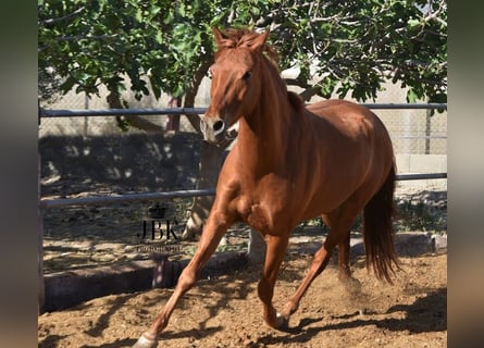 Koń andaluzyjski, Wałach, 6 lat, 151 cm, Kasztanowata