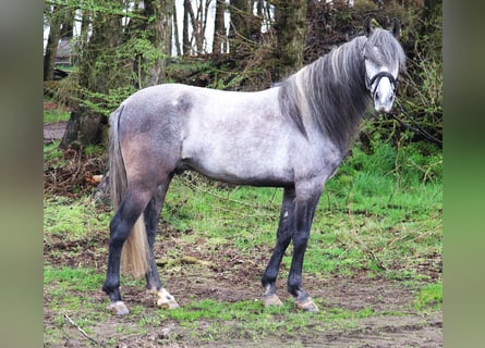 Koń andaluzyjski, Wałach, 6 lat, 155 cm, Stalowosiwy