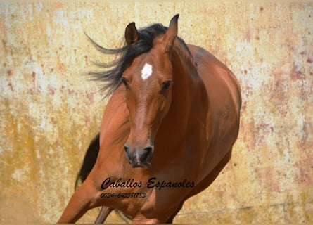 Koń andaluzyjski, Wałach, 6 lat, 159 cm, Gniada