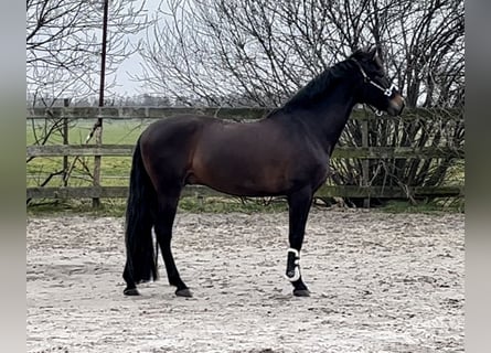 Koń andaluzyjski, Wałach, 6 lat, 161 cm, Ciemnogniada