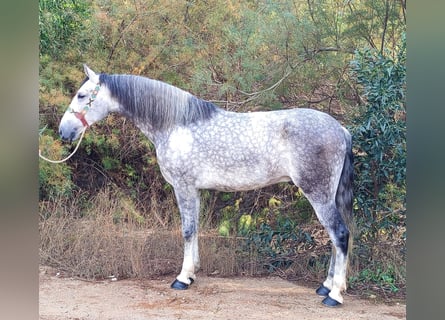 Koń andaluzyjski, Wałach, 6 lat, 163 cm, Siwa