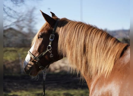 Koń andaluzyjski, Wałach, 6 lat, 165 cm, Kasztanowata