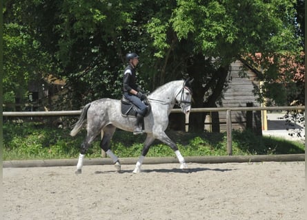 Koń andaluzyjski, Wałach, 6 lat, 167 cm, Siwa jabłkowita