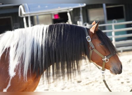 Koń andaluzyjski, Wałach, 7 lat, 150 cm, Srokata