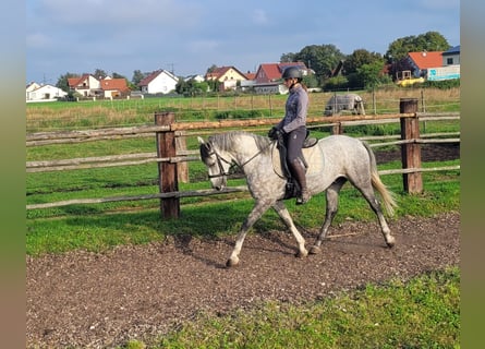 Koń andaluzyjski Mix, Wałach, 7 lat, 155 cm, Siwa w hreczce