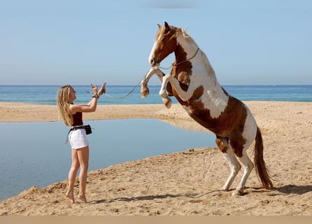 Koń andaluzyjski, Wałach, 7 lat, 162 cm, Srokata