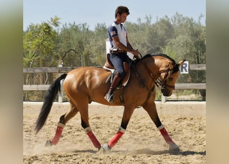 Koń andaluzyjski, Wałach, 8 lat, 162 cm, Bułana