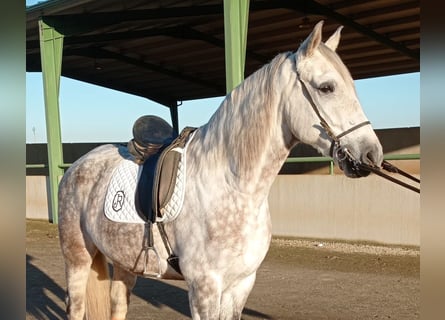 Koń andaluzyjski, Wałach, 8 lat, 165 cm, Siwa