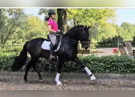 Koń andaluzyjski, Wałach, 9 lat, 164 cm, Ciemnogniada
