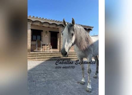 Koń andaluzyjski, Wałach, 9 lat, 164 cm, Siwa