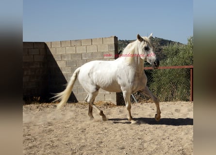 Koń andaluzyjski, Wałach, 9 lat, Siwa