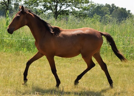 Koń angloarabski, Klacz, 1 Rok, 165 cm, Ciemnogniada