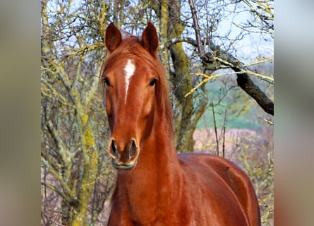 Koń angloarabski, Klacz, 6 lat, 158 cm, Kasztanowata