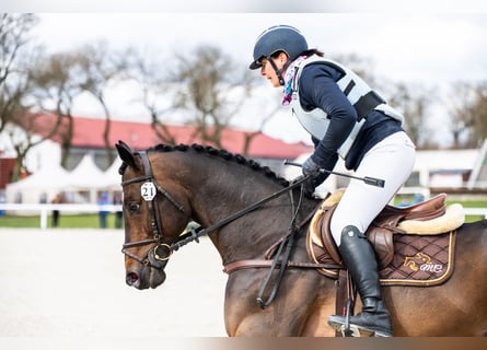 Koń angloarabski, Ogier, 6 lat, 164 cm, Ciemnogniada