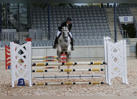 Koń angloarabski, Ogier, 7 lat, 164 cm, Srokata