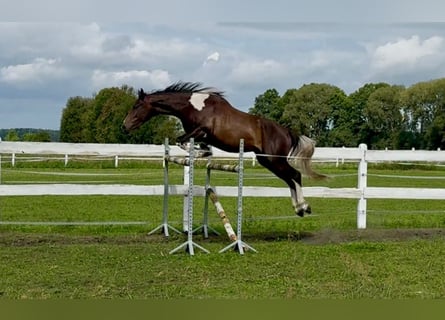 Koń angloarabski, Wałach, 4 lat, 170 cm, Srokata