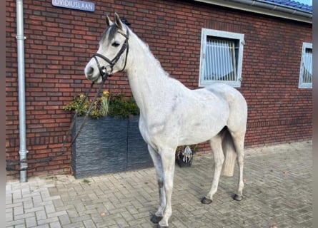 Koń angloarabski, Wałach, 8 lat, 148 cm, Siwa jabłkowita