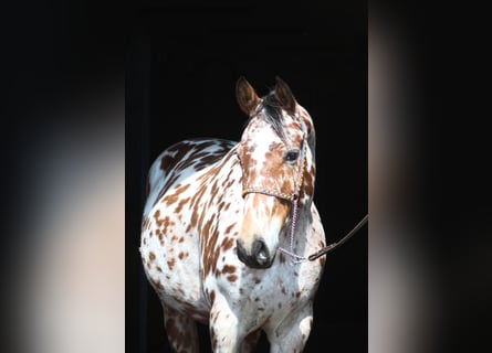 Koń angloarabski Mix, Wałach, 3 lat, 164 cm, Tarantowata