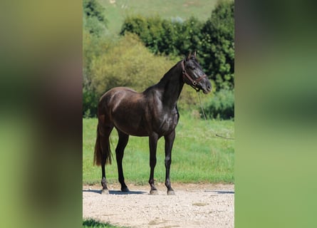 Koń aztecki, Ogier, 2 lat, 154 cm, Kara