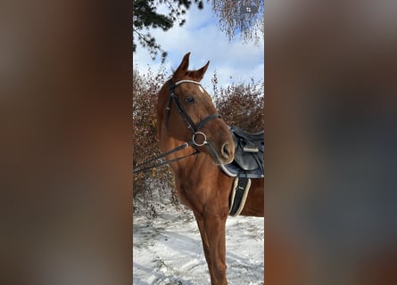Koń badeńsko-wirtemberski, Klacz, 11 lat, 165 cm, Kasztanowata