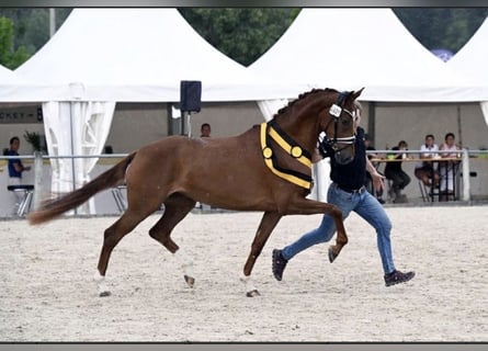 Koń badeńsko-wirtemberski, Klacz, 4 lat, 168 cm, Kasztanowata