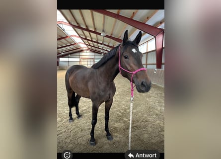 Koń badeńsko-wirtemberski, Klacz, 4 lat, 170 cm, Gniada