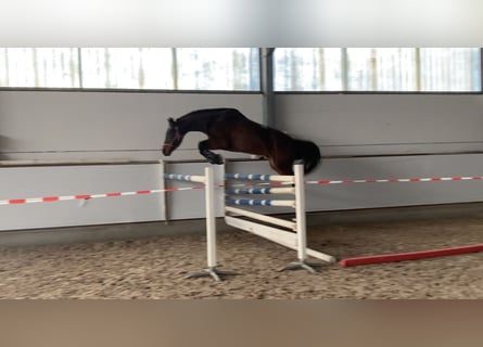 Koń badeńsko-wirtemberski, Klacz, 5 lat, 166 cm, Gniada