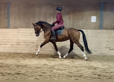 Koń badeńsko-wirtemberski, Klacz, 6 lat, 167 cm, Gniada