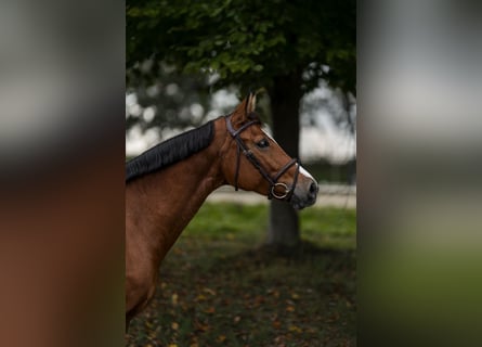 Koń badeńsko-wirtemberski, Klacz, 7 lat, 168 cm, Gniada