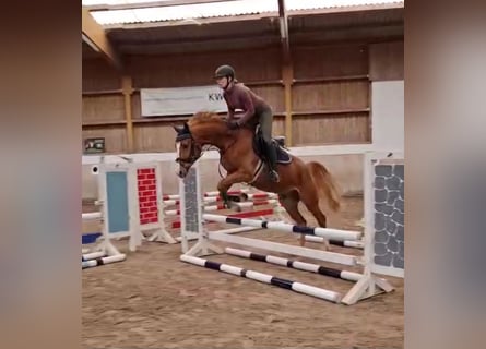 Koń badeńsko-wirtemberski, Wałach, 4 lat, 160 cm, Kasztanowata