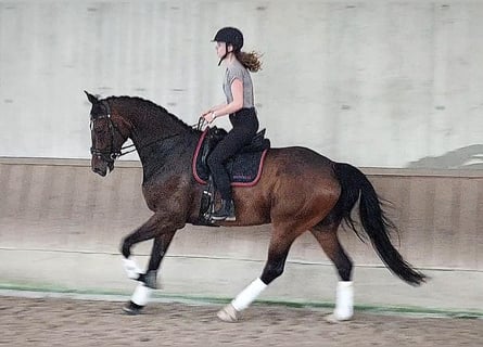 Koń badeńsko-wirtemberski, Wałach, 11 lat, 178 cm, Ciemnogniada