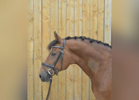 Koń badeńsko-wirtemberski Mix, Wałach, 14 lat, 157 cm, Gniada