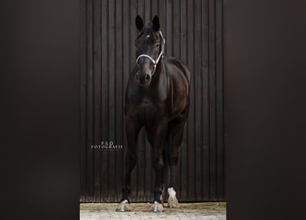 Koń badeńsko-wirtemberski, Wałach, 4 lat, 174 cm, Kara