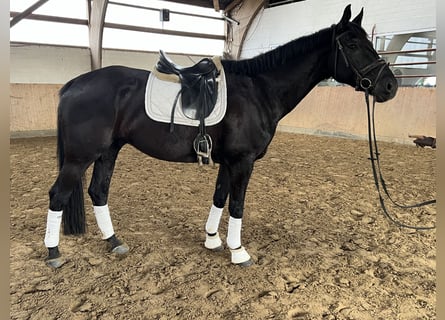 Koń badeńsko-wirtemberski, Wałach, 5 lat, 171 cm, Kara