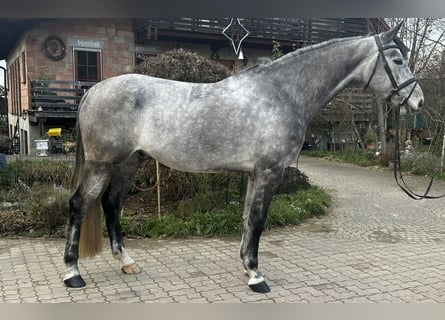 Koń badeńsko-wirtemberski, Wałach, 6 lat, 175 cm, Siwa