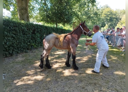 Koń belgijski, Klacz, Źrebak (04/2024), Gniadodereszowata