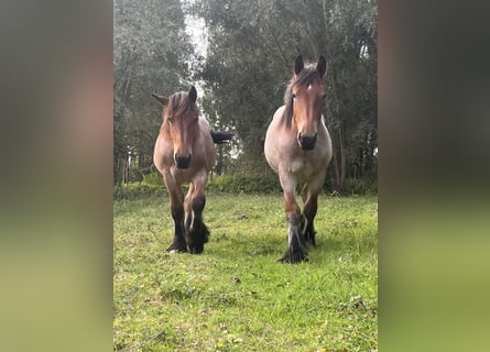 Koń belgijski, Ogier, 1 Rok, Gniadodereszowata