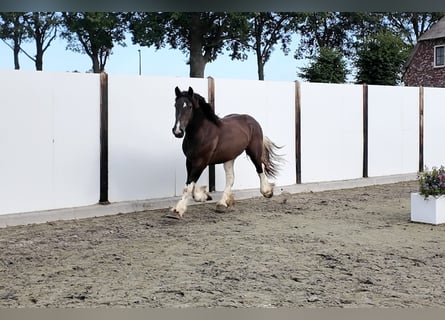 Koń belgijski, Ogier, 2 lat, 160 cm, Gniada