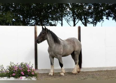 Koń belgijski, Ogier, 3 lat, 160 cm, Gniadodereszowata