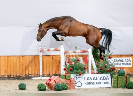Koń belgijski, Ogier, 3 lat, Gniada