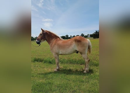 Koń belgijski, Wałach, 4 lat, 173 cm, Ciemnokasztanowata