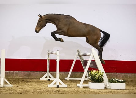 Koń belgijski, Wałach, 4 lat, Gniada