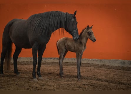 Koń berberyjski, Ogier, 1 Rok, 154 cm, Może być siwy