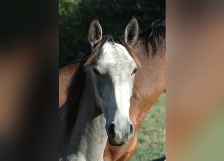 Koń berberyjski, Ogier, 3 lat, 154 cm, Siwa