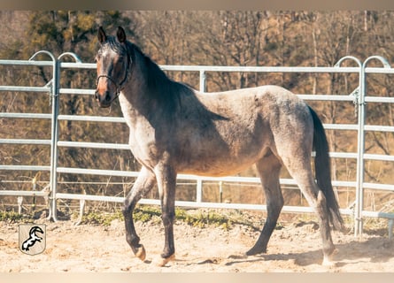 Koń berberyjski, Ogier, 3 lat, 155 cm, Karodereszowata